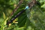 Anax parthenope - šídlo tmavé