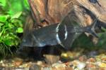 Gnathonemus petersii - Peters' Elephantnose Fish