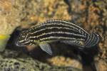 Julidochromis regani - cichlidka Reganova