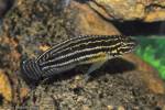 Julidochromis regani - cichlidka Reganova