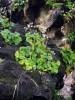 Begonia sericoneura