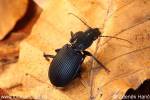 Pterostichus melanarius