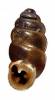 Pupilla tetrodus