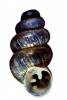 Gastrocopta damarica