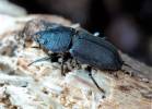 Aegus chelifer