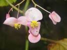 Begonia malabarica - begónie malabarská