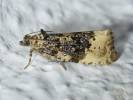 Hedya ochroleucana