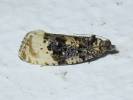 Hedya ochroleucana
