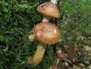 Armillaria gallica - václavka hlíznatá