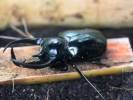 Chalcosoma chiron