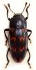 Pselaphacus curvipes