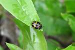 Aegithus quadrinotatus