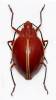 Ellipticus dorbignyi