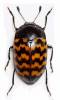 Iphiclus quinquefasciatus