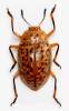 Erotylina maculiventris