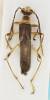 Pseudolobetus major