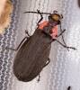 Podabrus tricostatus