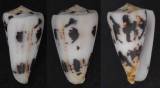 Conus niasensis