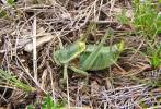 Polysarcus denticauda - kobylka zavalitá
