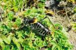 Polysarcus denticauda - kobylka zavalitá