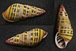 Amphidromus columellaris sierahensis