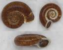 Crossopoma cornuvenatorium