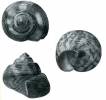 Gibbula hera