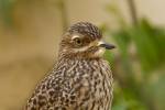 Burhinus capensis - Spotted Thick-knee