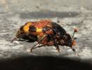 Poecilochirus necrophori - savenka hrobaříková