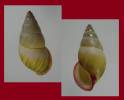 Amphidromus cruentatus