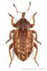 Hypera denominanda