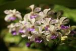 Rhynchostylis gigantea