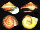 Cyclophorus stungtrengensis