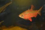 Distichodus noboli - Red-and-Black Distichodus