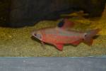 Distichodus noboli - Red-and-Black Distichodus