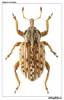 Hypera cumana