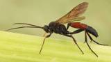 Stenichneumon culpator