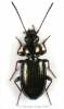 Bembidion properans