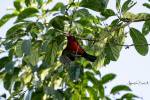 Lybius bidentatus - Double-toothed Barbet