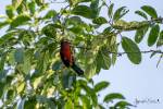 Lybius bidentatus - Double-toothed Barbet