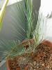Cycas cairnsiana - cykas Cairnsův