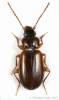 Trechus quadristriatus