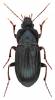 Orthomus berytensis