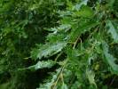 Quercus cerris - dub cer