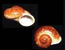 Pterocyclus johnabbasi
