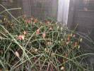 Ephedra americana - chvojník americký