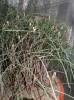 Ephedra americana - chvojník americký