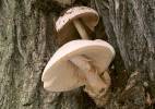 Volvariella bombycina