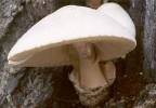 Volvariella bombycina - Silky Rosegill