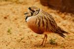 Peltohyas australis - Inland Dotterel